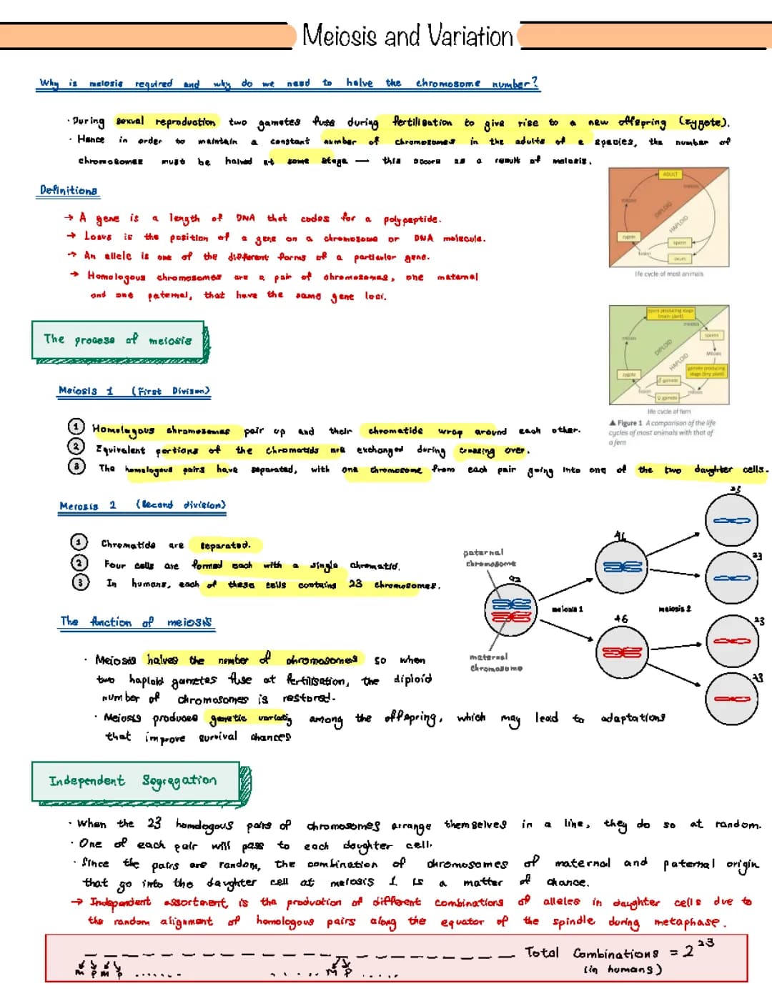 Understanding Meiosis: Stages, Chromosomes, and Genetic Variation