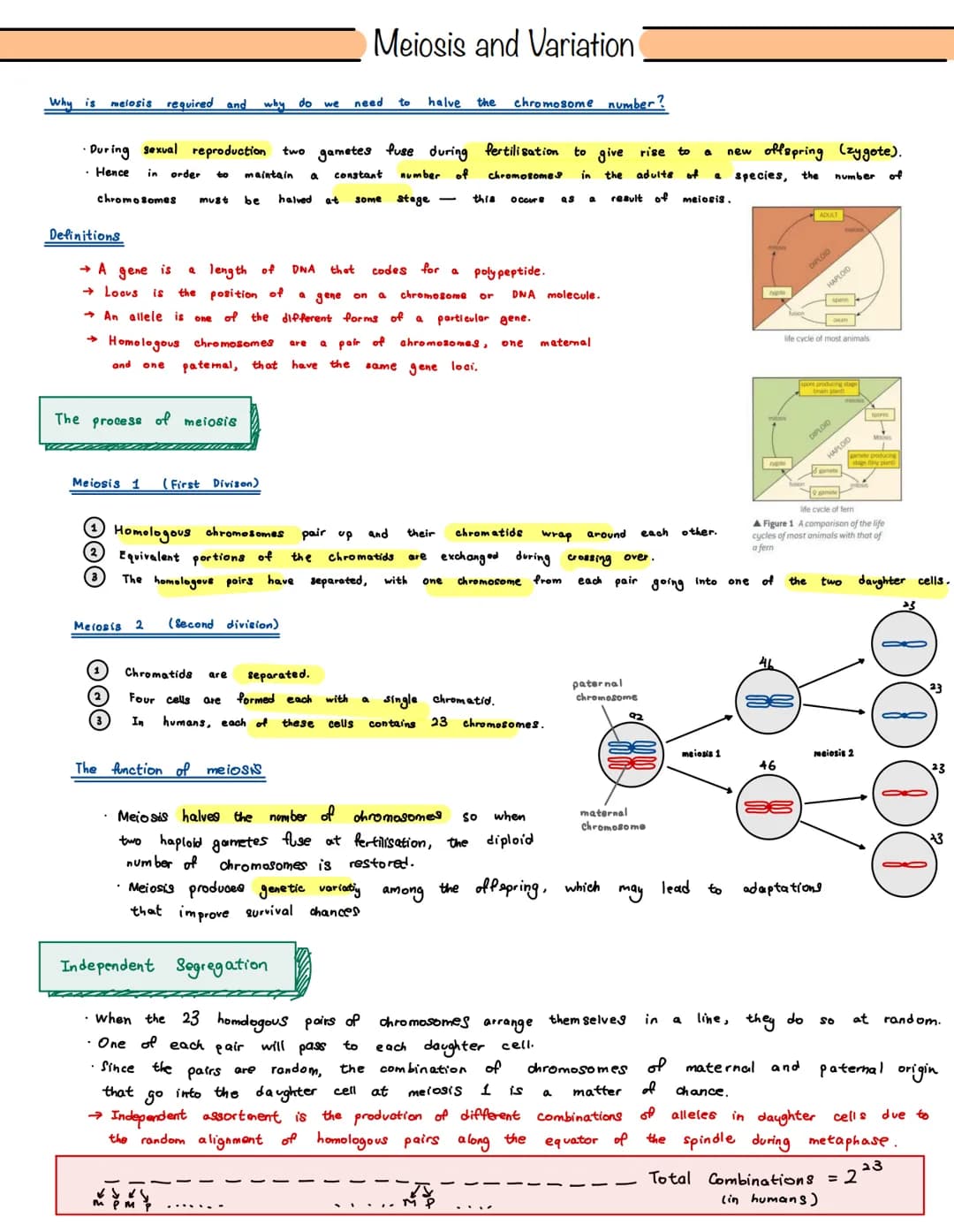 <h2 id="meiosisstages">Meiosis Stages</h2>
<p>Meiosis is a process that is necessary for sexual reproduction to occur. During sexual reprodu