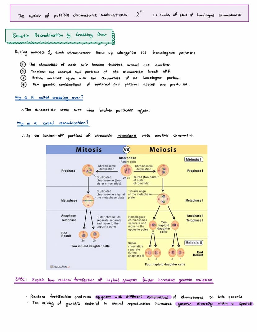 <h2 id="meiosisstages">Meiosis Stages</h2>
<p>Meiosis is a process that is necessary for sexual reproduction to occur. During sexual reprodu