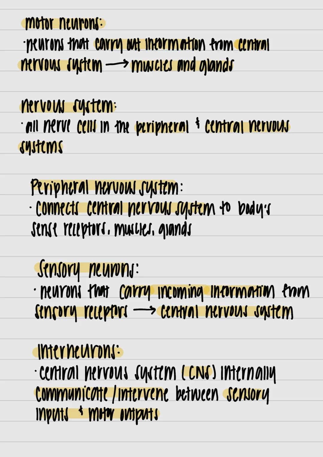 }
& studui
motor outputs
Communicate / intervene between sensory
hlоилани (PNO) W29 споллги полнидо
Interneurons:
Watsos молажи тилнига 4 пл