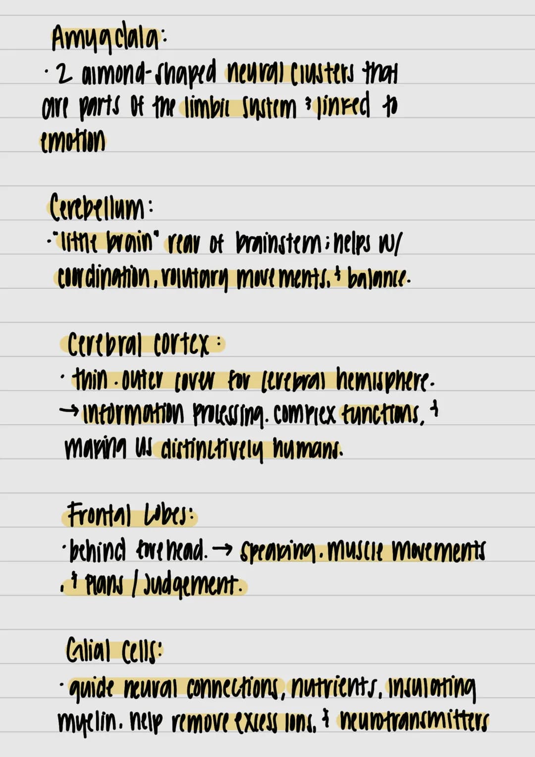 }
& studui
motor outputs
Communicate / intervene between sensory
hlоилани (PNO) W29 споллги полнидо
Interneurons:
Watsos молажи тилнига 4 пл