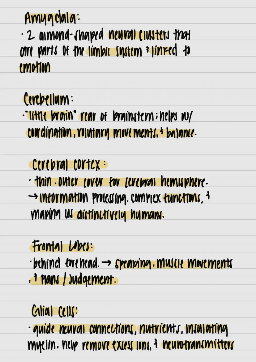}
& studui
motor outputs
Communicate / intervene between sensory
hlоилани (PNO) W29 споллги полнидо
Interneurons:
Watsos молажи тилнига 4 пл