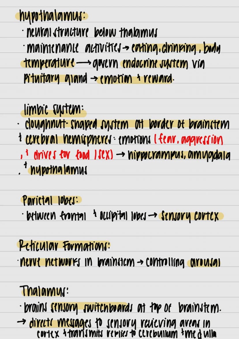 }
& studui
motor outputs
Communicate / intervene between sensory
hlоилани (PNO) W29 споллги полнидо
Interneurons:
Watsos молажи тилнига 4 пл