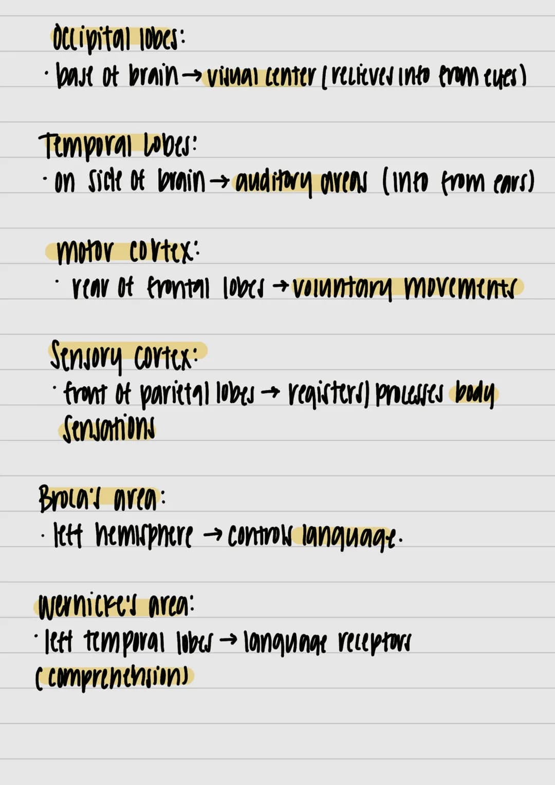 }
& studui
motor outputs
Communicate / intervene between sensory
hlоилани (PNO) W29 споллги полнидо
Interneurons:
Watsos молажи тилнига 4 пл