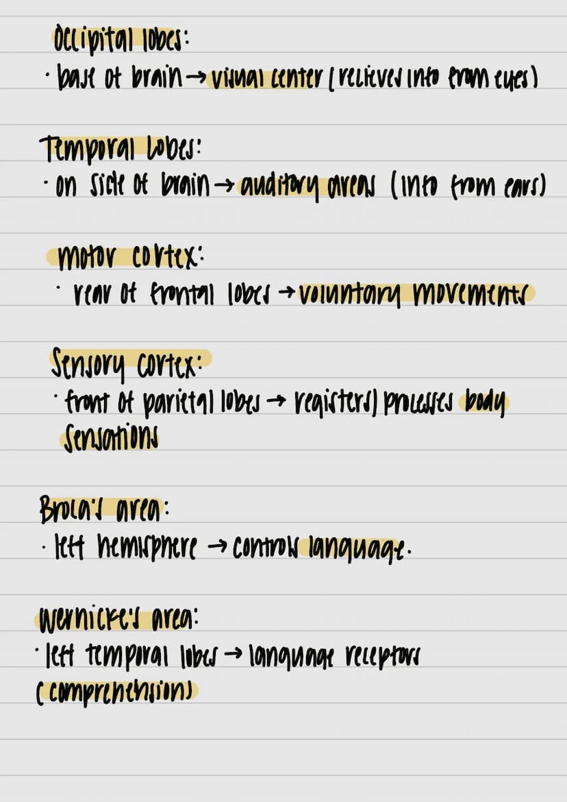 }
& studui
motor outputs
Communicate / intervene between sensory
hlоилани (PNO) W29 споллги полнидо
Interneurons:
Watsos молажи тилнига 4 пл