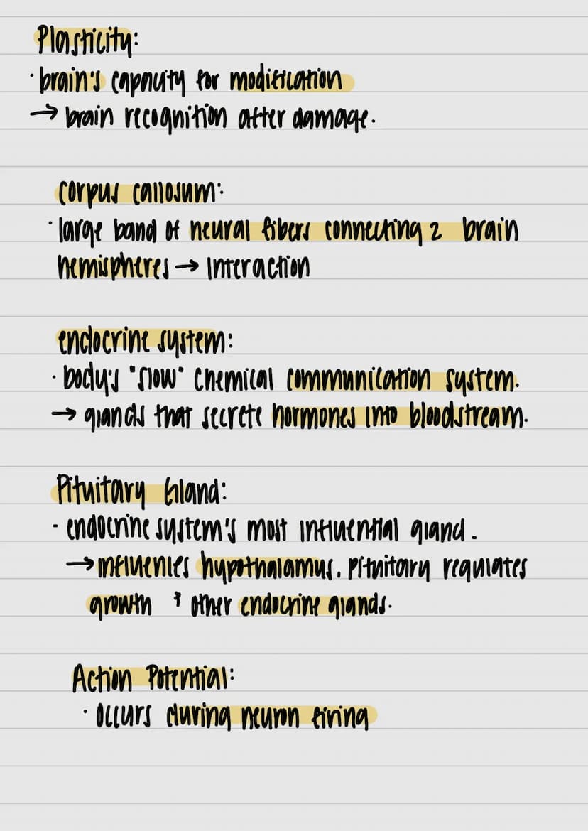 }
& studui
motor outputs
Communicate / intervene between sensory
hlоилани (PNO) W29 споллги полнидо
Interneurons:
Watsos молажи тилнига 4 пл
