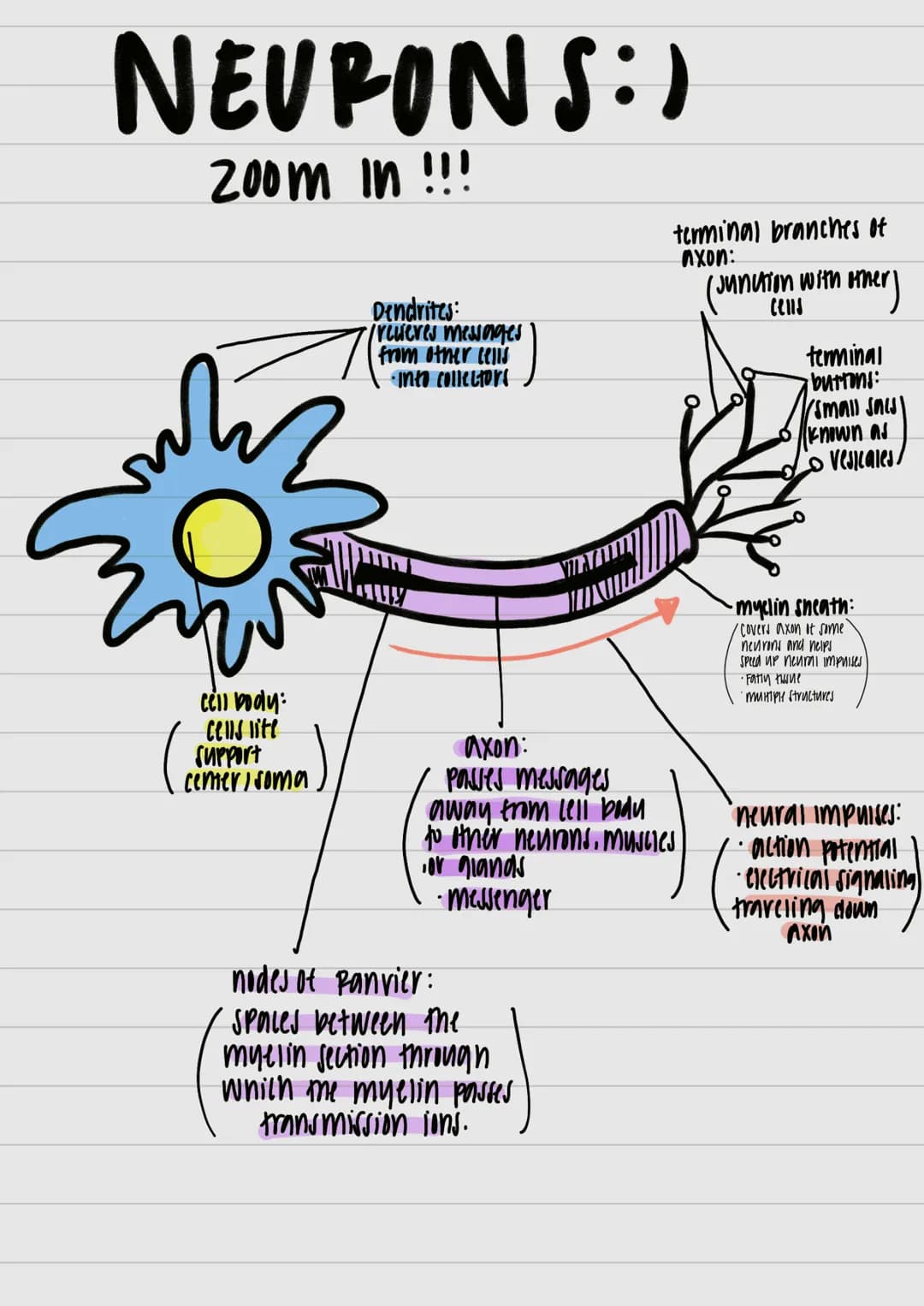 }
& studui
motor outputs
Communicate / intervene between sensory
hlоилани (PNO) W29 споллги полнидо
Interneurons:
Watsos молажи тилнига 4 пл