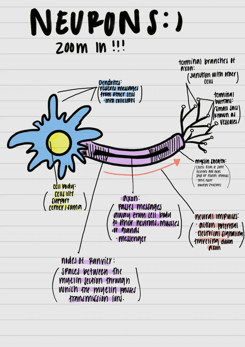 }
& studui
motor outputs
Communicate / intervene between sensory
hlоилани (PNO) W29 споллги полнидо
Interneurons:
Watsos молажи тилнига 4 пл
