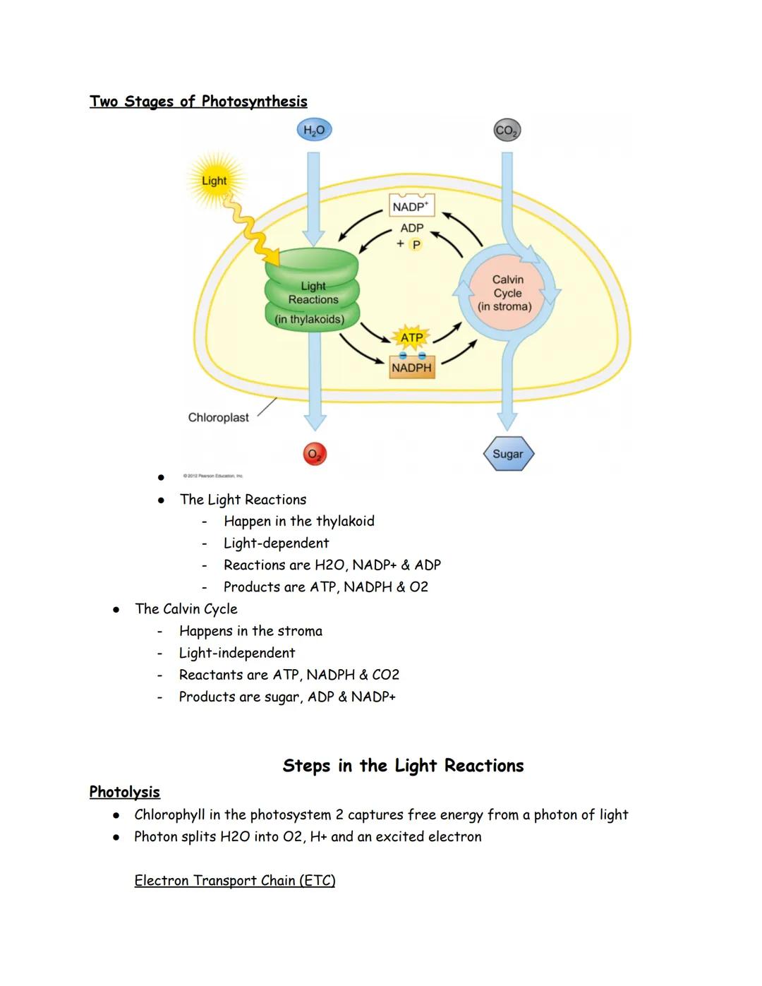 Nov 14, 2022
Photosynthesis
Water
Over 450 million years ago
Two forms of reactions
Light independent
Light-dependent
In order for photosynt