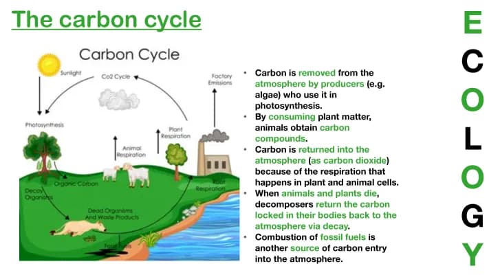Know the carbon cycle thumbnail