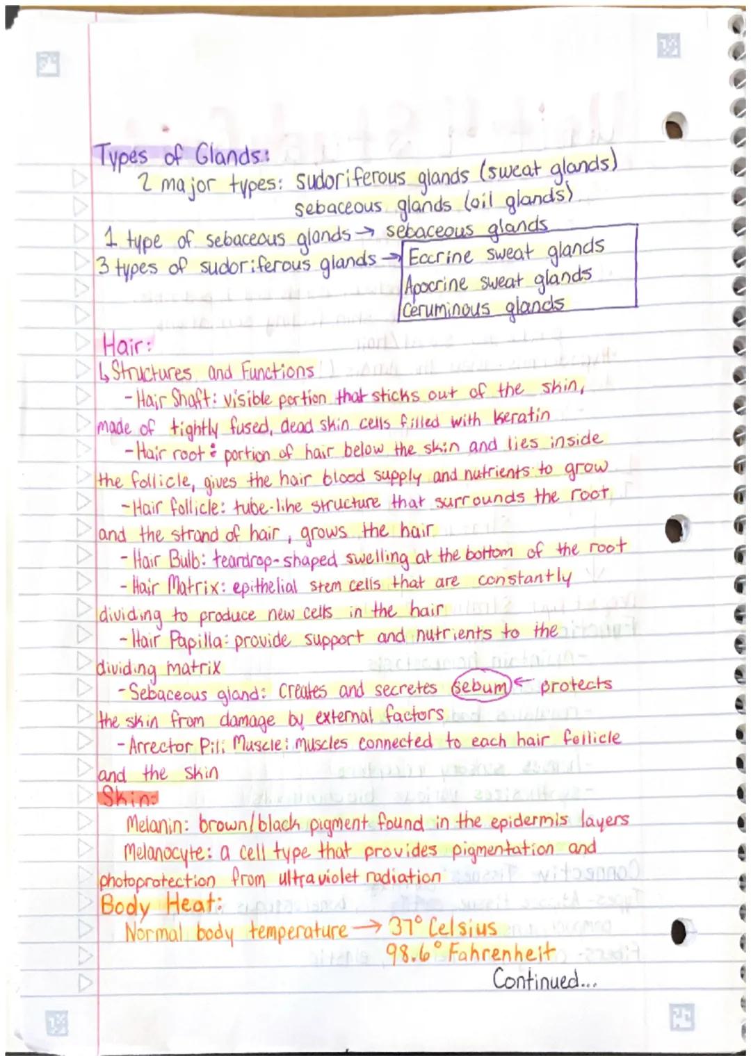 •Unit 4 Study Guide
Main layers of the skin:
•Epidermis- outermost layer.
0
-protects the body, keeps the body hydrated, produces
new skin c