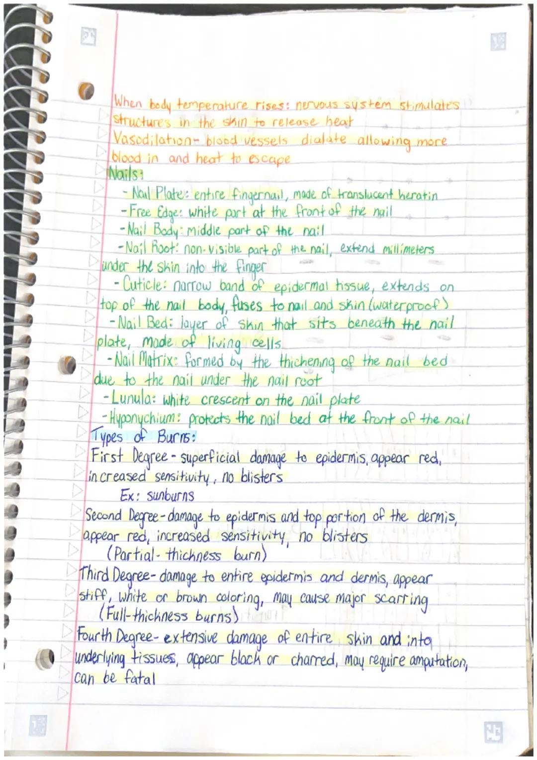•Unit 4 Study Guide
Main layers of the skin:
•Epidermis- outermost layer.
0
-protects the body, keeps the body hydrated, produces
new skin c