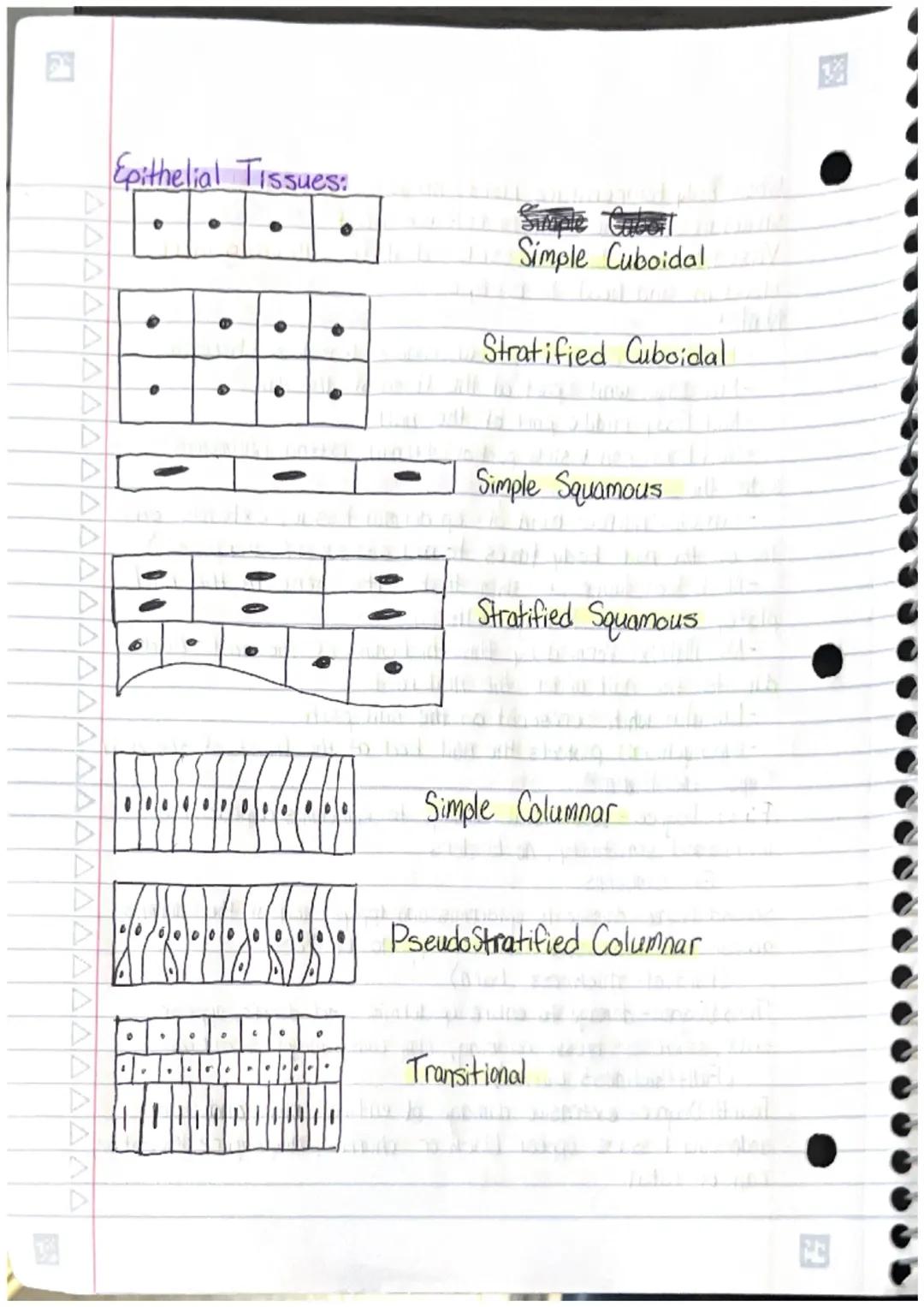 •Unit 4 Study Guide
Main layers of the skin:
•Epidermis- outermost layer.
0
-protects the body, keeps the body hydrated, produces
new skin c