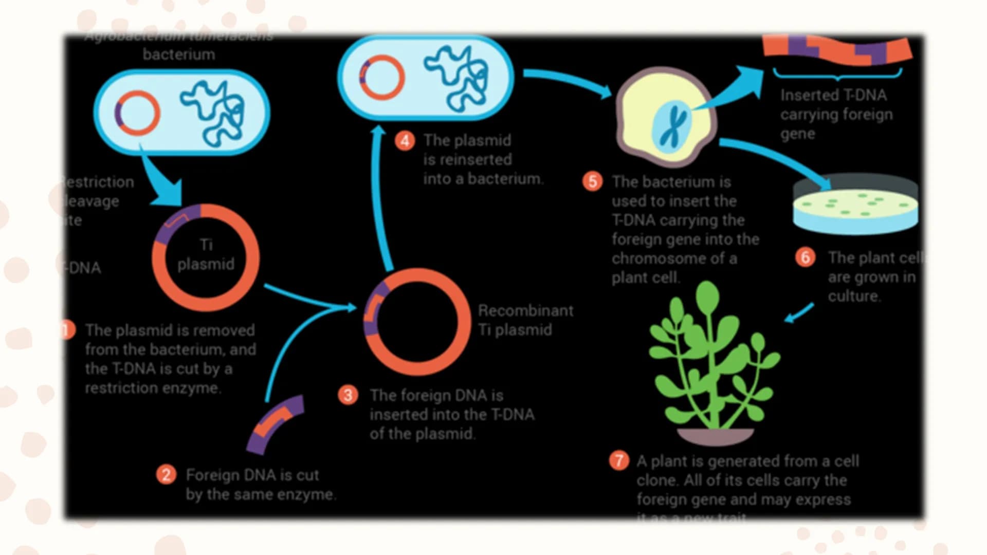Genetically
Modified
Organisms
(GMO) Learning Competencies
●
●
Describe the process of genetic engineering.
Conduct a survey of the current 