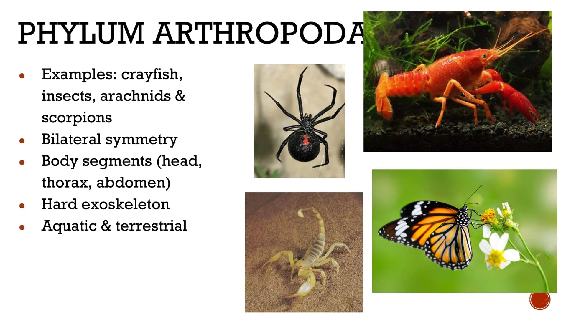 ANIMALS:
INVERTEBRATES
Biology X GENERAL
ISTICS logists hypothesize that the first
animals evolved between 620 and
550 million years ago
Anc