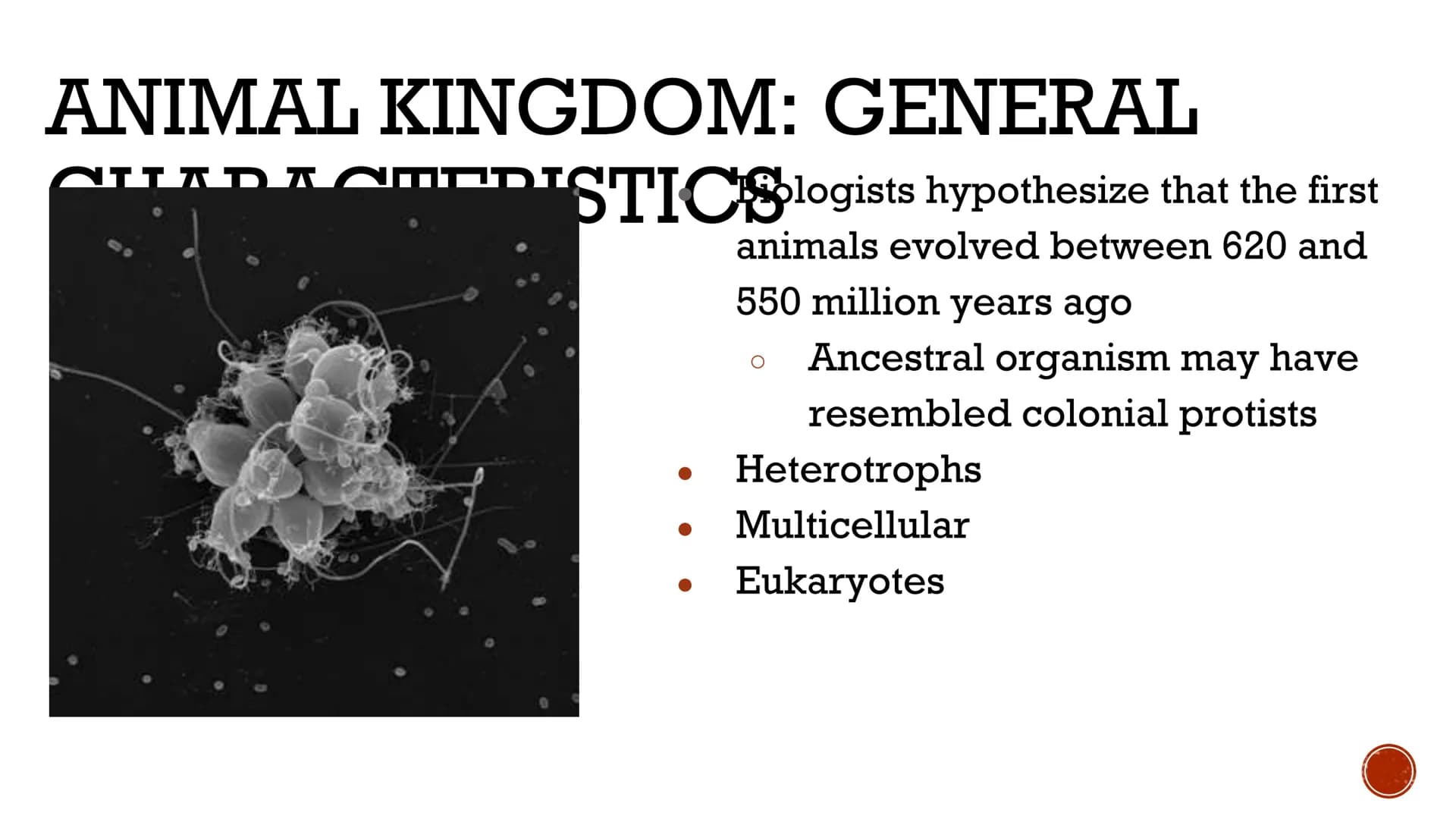 ANIMALS:
INVERTEBRATES
Biology X GENERAL
ISTICS logists hypothesize that the first
animals evolved between 620 and
550 million years ago
Anc