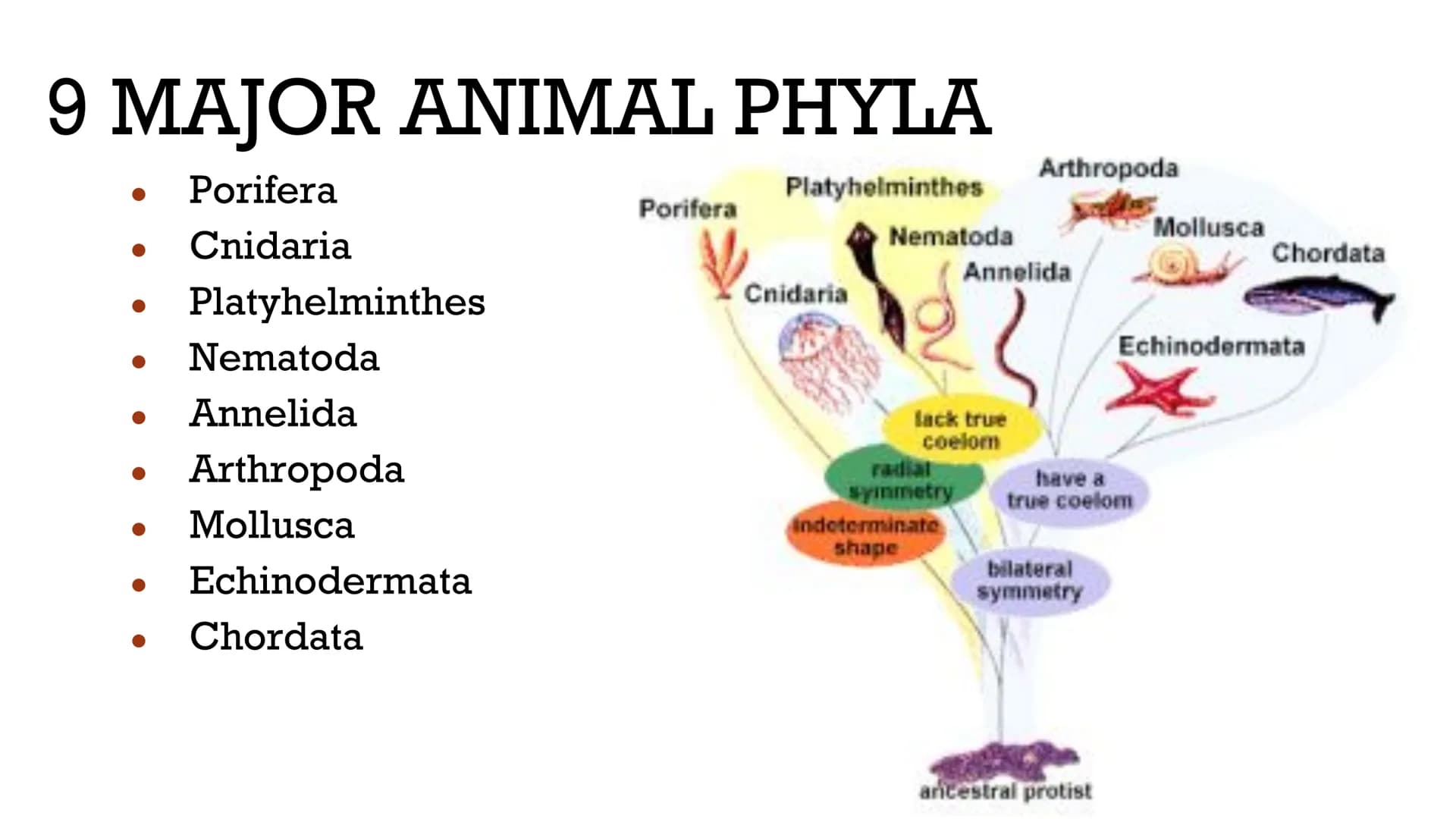 ANIMALS:
INVERTEBRATES
Biology X GENERAL
ISTICS logists hypothesize that the first
animals evolved between 620 and
550 million years ago
Anc