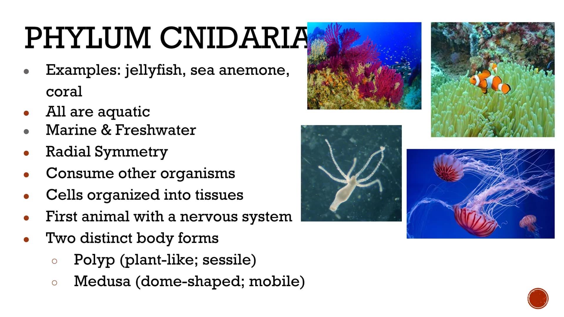 ANIMALS:
INVERTEBRATES
Biology X GENERAL
ISTICS logists hypothesize that the first
animals evolved between 620 and
550 million years ago
Anc