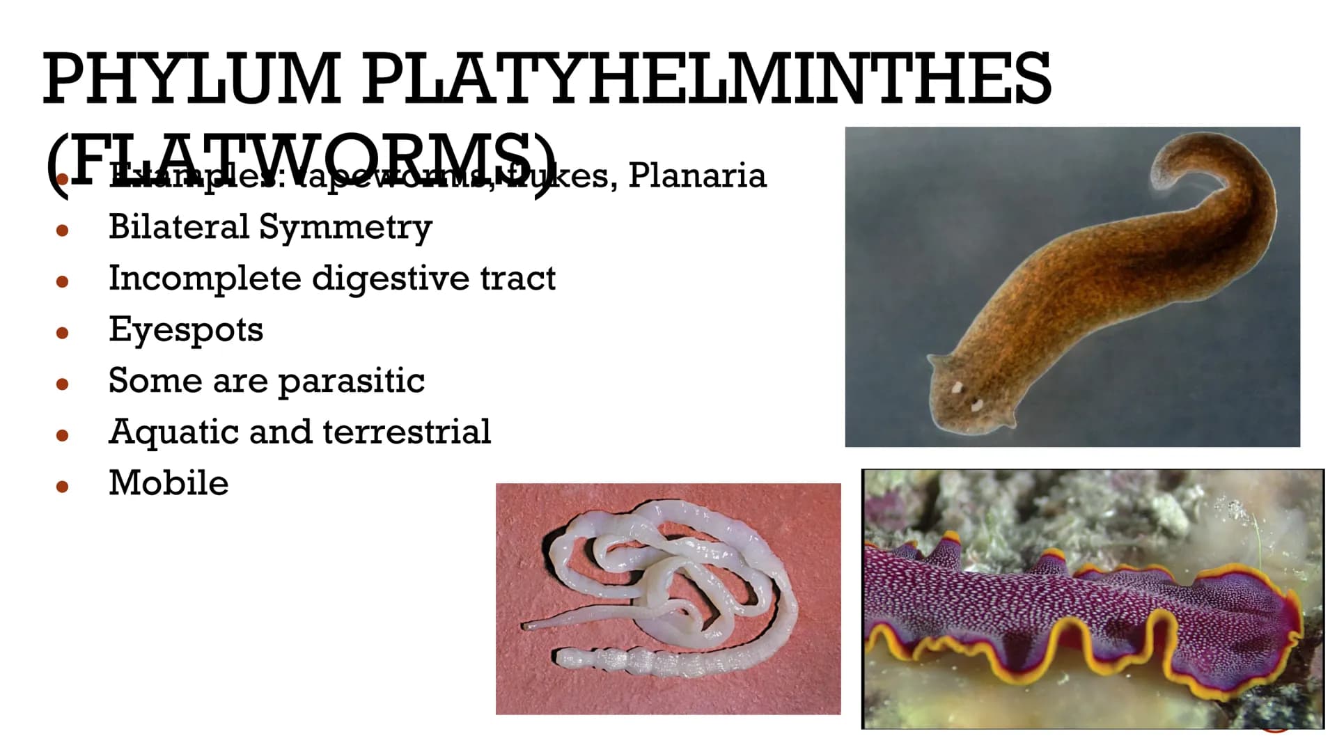 ANIMALS:
INVERTEBRATES
Biology X GENERAL
ISTICS logists hypothesize that the first
animals evolved between 620 and
550 million years ago
Anc