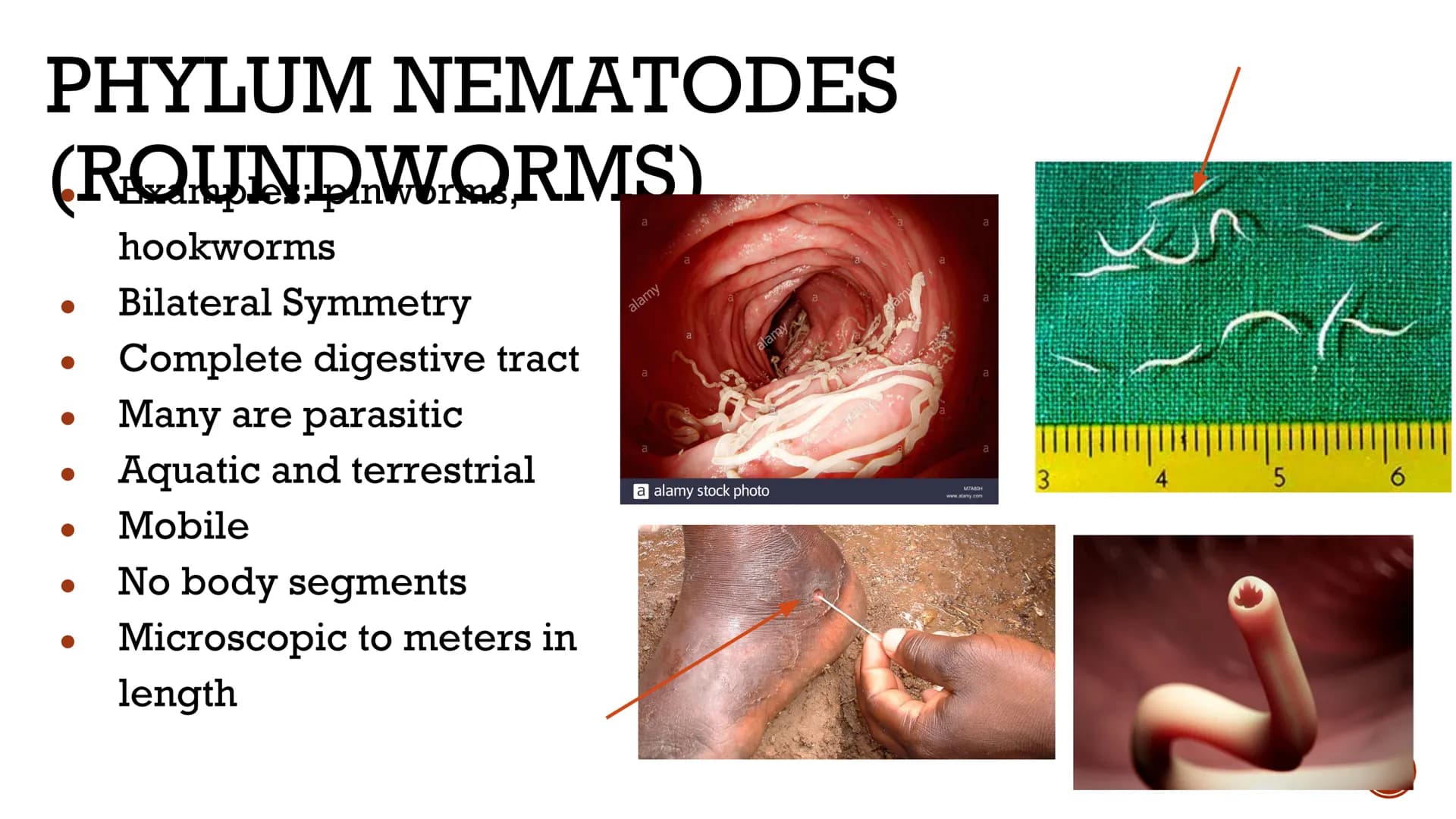 ANIMALS:
INVERTEBRATES
Biology X GENERAL
ISTICS logists hypothesize that the first
animals evolved between 620 and
550 million years ago
Anc