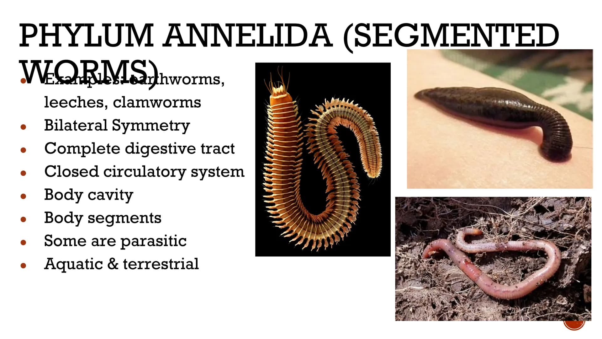 ANIMALS:
INVERTEBRATES
Biology X GENERAL
ISTICS logists hypothesize that the first
animals evolved between 620 and
550 million years ago
Anc