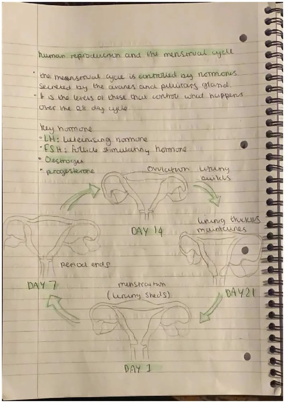 Understanding Menstrual Cycle Stages and IVF Explained