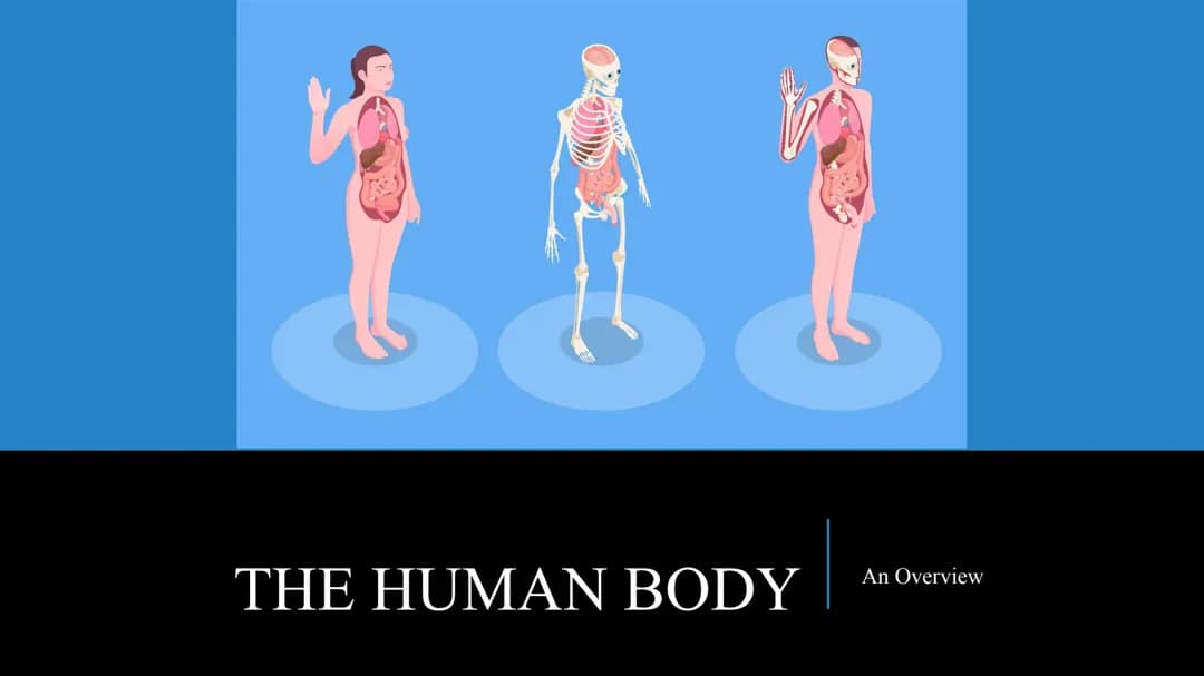 Fun Facts About Human Body Systems and Organ Functions