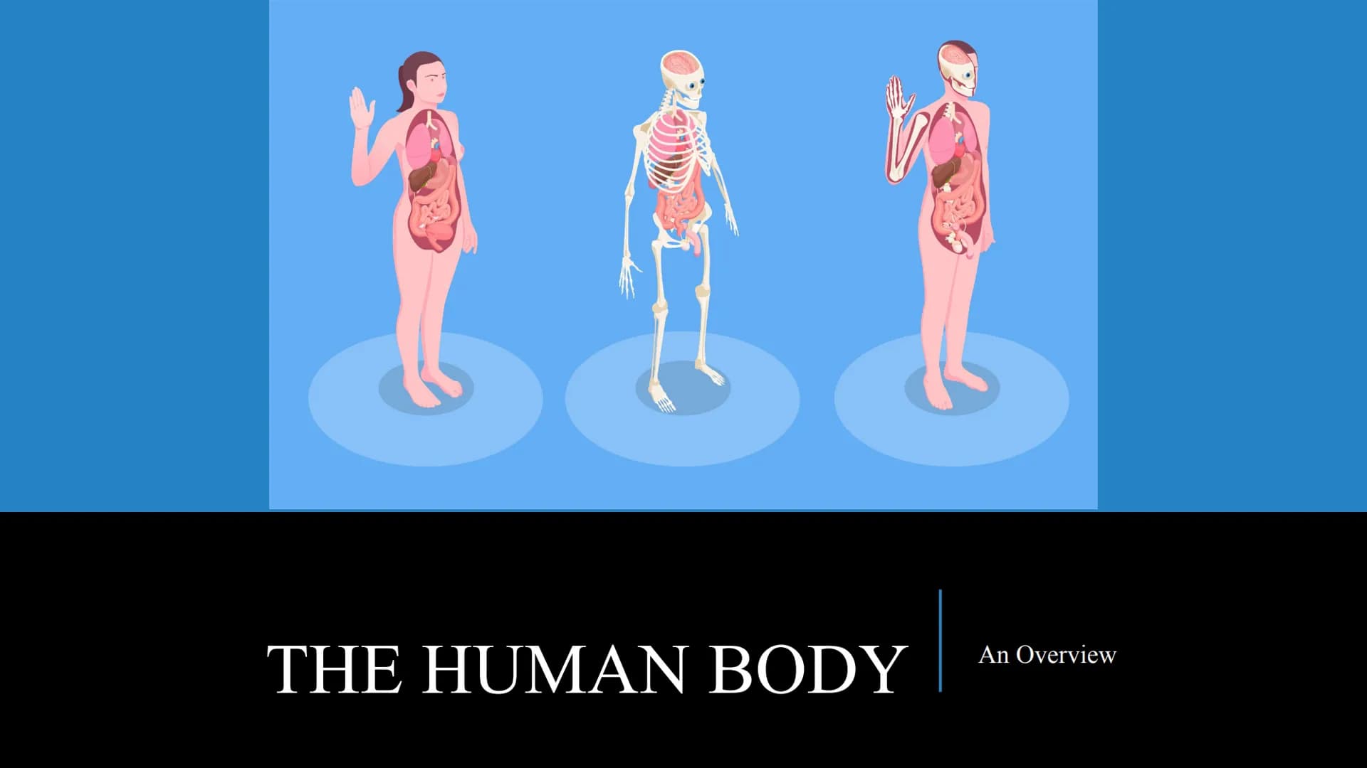 管感恩
THE HUMAN BODY
An Overview BRAIN
STOMACH
LUNGS
KIDNEYS
HEART
ORGANS
PANCREAS
INTESTINES
EYE
TOOTH
BLADDER
LIVER
WHAT ARE THE
BODY SYSTEM