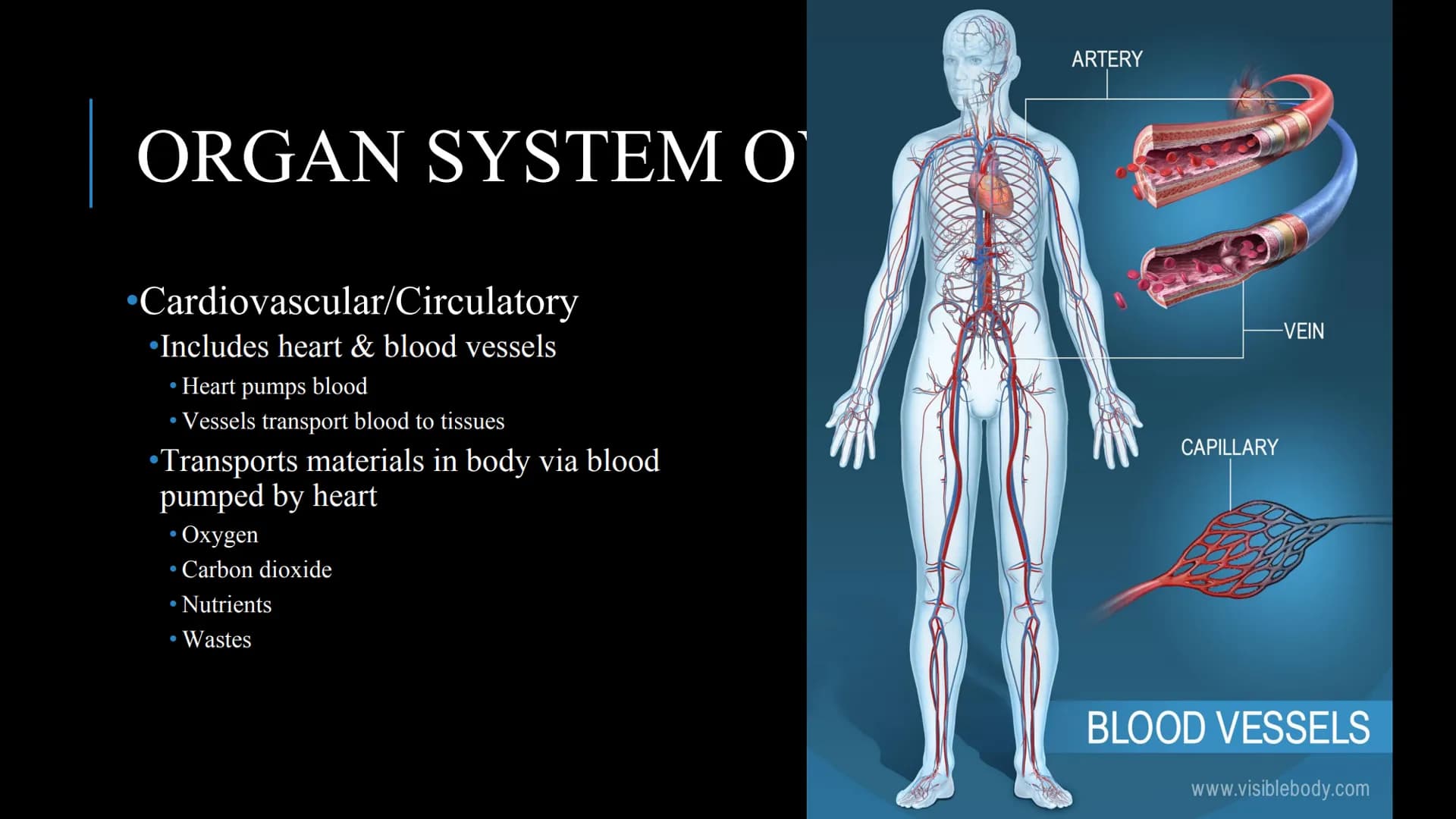 管感恩
THE HUMAN BODY
An Overview BRAIN
STOMACH
LUNGS
KIDNEYS
HEART
ORGANS
PANCREAS
INTESTINES
EYE
TOOTH
BLADDER
LIVER
WHAT ARE THE
BODY SYSTEM