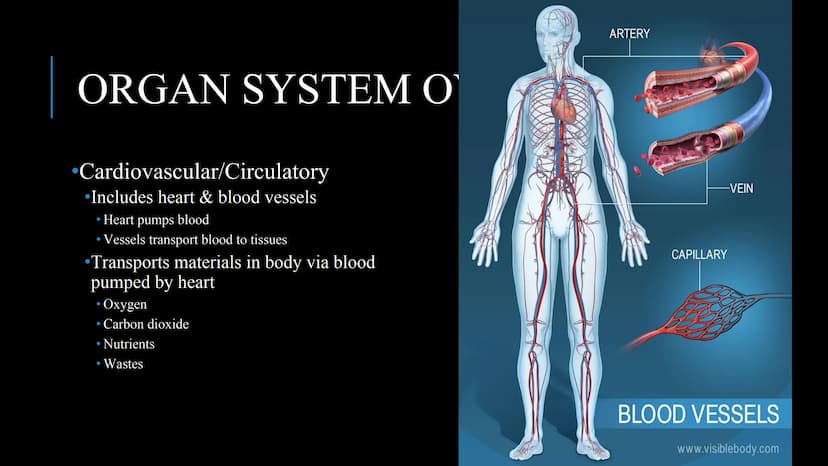 管感恩
THE HUMAN BODY
An Overview BRAIN
STOMACH
LUNGS
KIDNEYS
HEART
ORGANS
PANCREAS
INTESTINES
EYE
TOOTH
BLADDER
LIVER
WHAT ARE THE
BODY SYSTEM