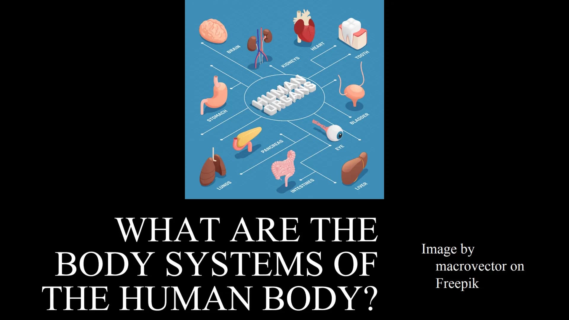 管感恩
THE HUMAN BODY
An Overview BRAIN
STOMACH
LUNGS
KIDNEYS
HEART
ORGANS
PANCREAS
INTESTINES
EYE
TOOTH
BLADDER
LIVER
WHAT ARE THE
BODY SYSTEM