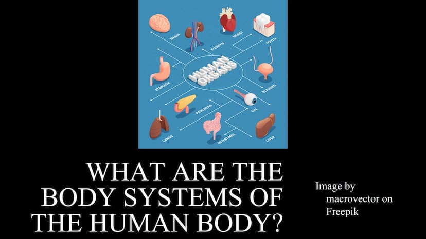 管感恩
THE HUMAN BODY
An Overview BRAIN
STOMACH
LUNGS
KIDNEYS
HEART
ORGANS
PANCREAS
INTESTINES
EYE
TOOTH
BLADDER
LIVER
WHAT ARE THE
BODY SYSTEM