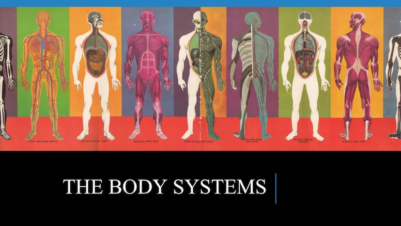 管感恩
THE HUMAN BODY
An Overview BRAIN
STOMACH
LUNGS
KIDNEYS
HEART
ORGANS
PANCREAS
INTESTINES
EYE
TOOTH
BLADDER
LIVER
WHAT ARE THE
BODY SYSTEM