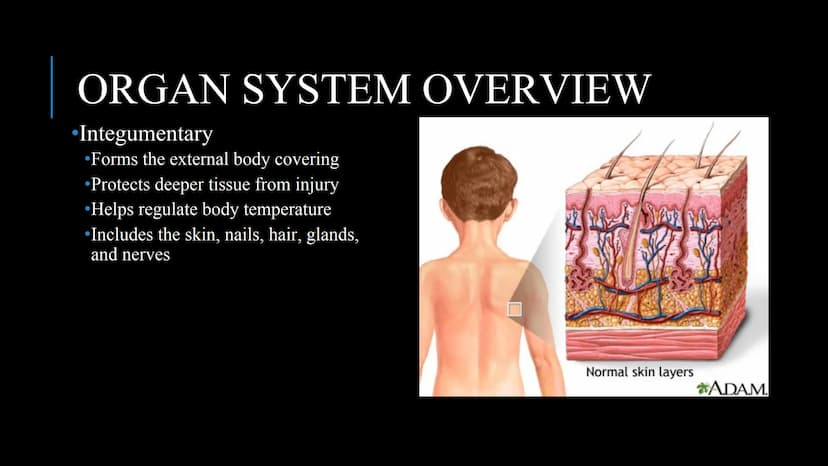管感恩
THE HUMAN BODY
An Overview BRAIN
STOMACH
LUNGS
KIDNEYS
HEART
ORGANS
PANCREAS
INTESTINES
EYE
TOOTH
BLADDER
LIVER
WHAT ARE THE
BODY SYSTEM