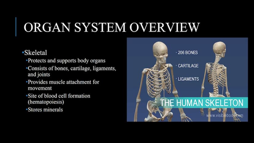 管感恩
THE HUMAN BODY
An Overview BRAIN
STOMACH
LUNGS
KIDNEYS
HEART
ORGANS
PANCREAS
INTESTINES
EYE
TOOTH
BLADDER
LIVER
WHAT ARE THE
BODY SYSTEM