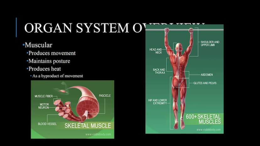 管感恩
THE HUMAN BODY
An Overview BRAIN
STOMACH
LUNGS
KIDNEYS
HEART
ORGANS
PANCREAS
INTESTINES
EYE
TOOTH
BLADDER
LIVER
WHAT ARE THE
BODY SYSTEM