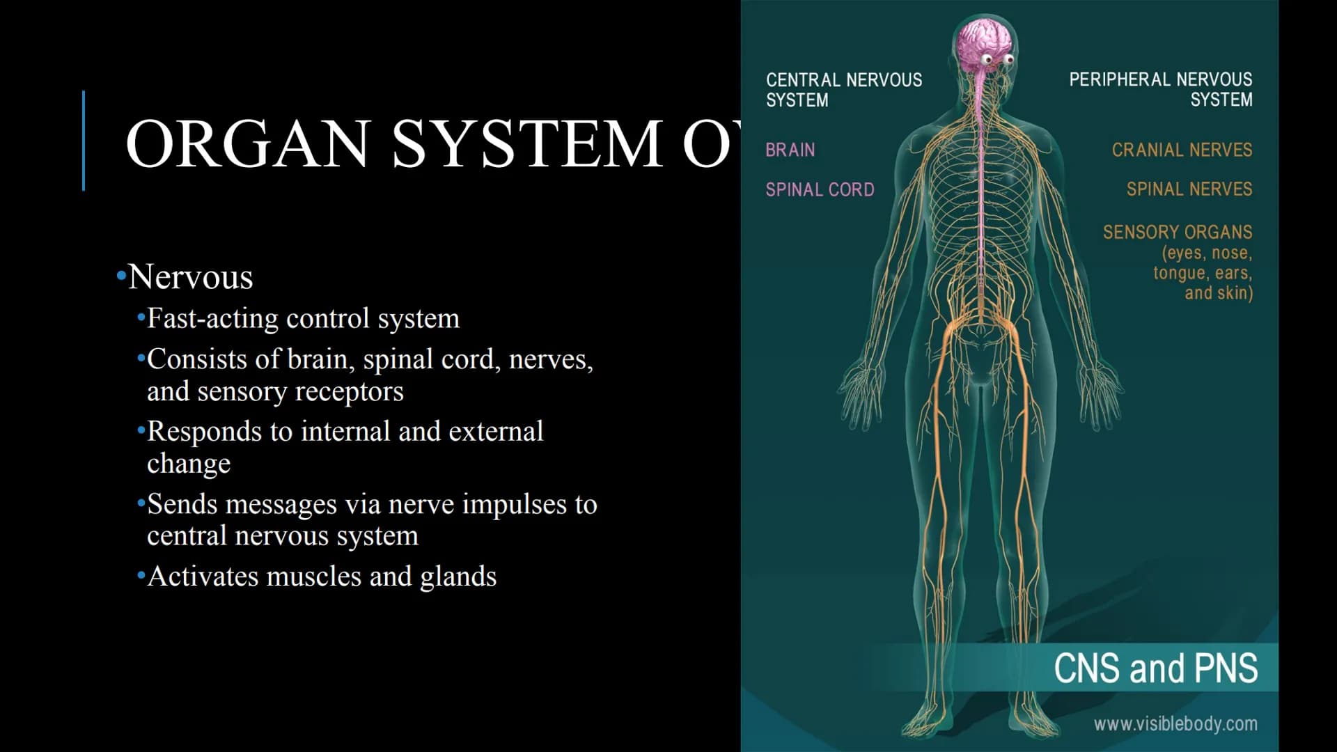 管感恩
THE HUMAN BODY
An Overview BRAIN
STOMACH
LUNGS
KIDNEYS
HEART
ORGANS
PANCREAS
INTESTINES
EYE
TOOTH
BLADDER
LIVER
WHAT ARE THE
BODY SYSTEM