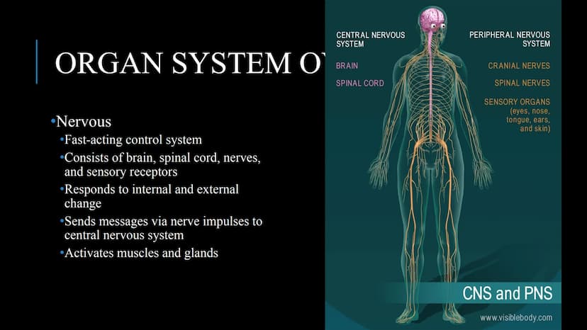 管感恩
THE HUMAN BODY
An Overview BRAIN
STOMACH
LUNGS
KIDNEYS
HEART
ORGANS
PANCREAS
INTESTINES
EYE
TOOTH
BLADDER
LIVER
WHAT ARE THE
BODY SYSTEM
