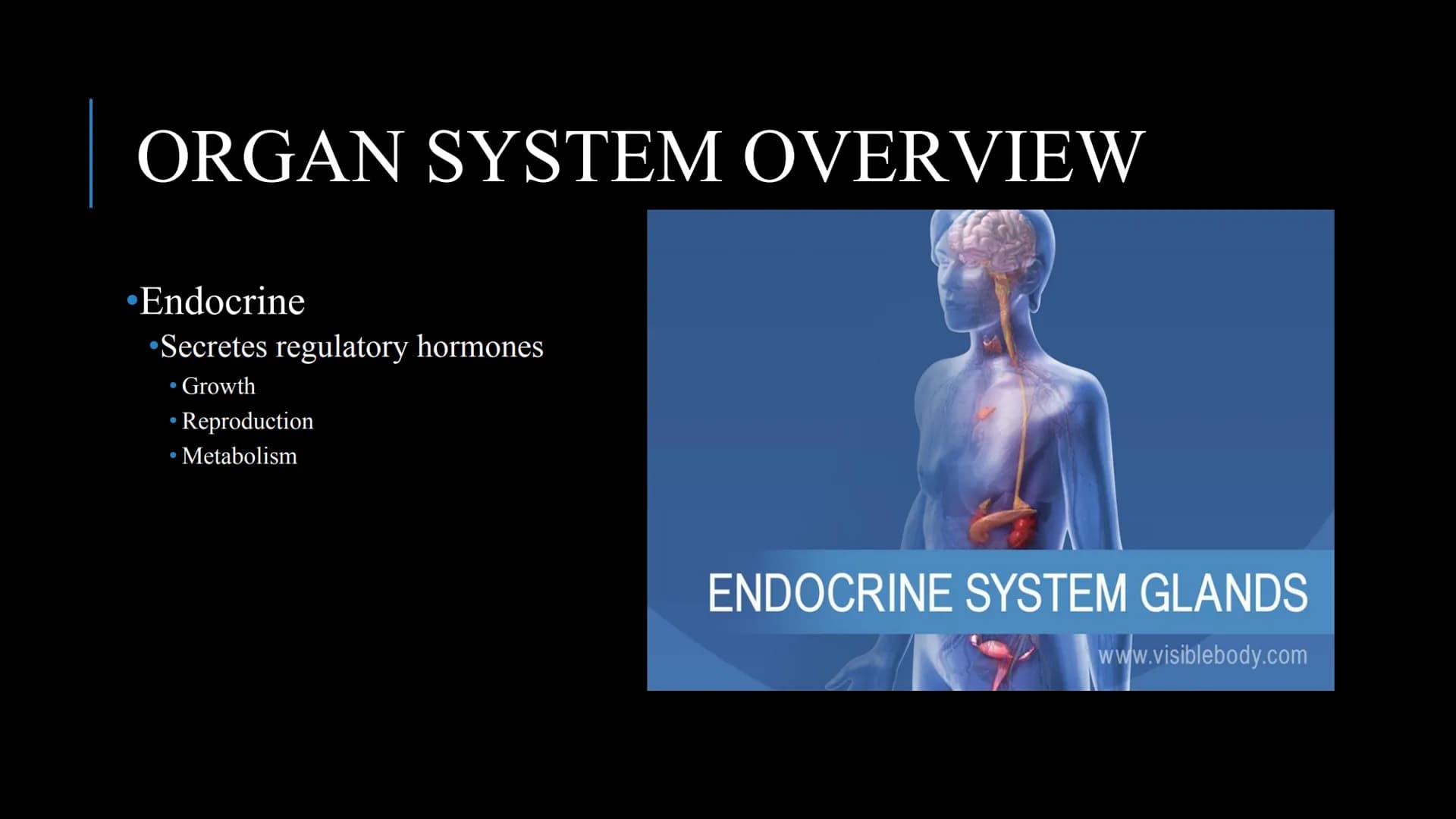 管感恩
THE HUMAN BODY
An Overview BRAIN
STOMACH
LUNGS
KIDNEYS
HEART
ORGANS
PANCREAS
INTESTINES
EYE
TOOTH
BLADDER
LIVER
WHAT ARE THE
BODY SYSTEM