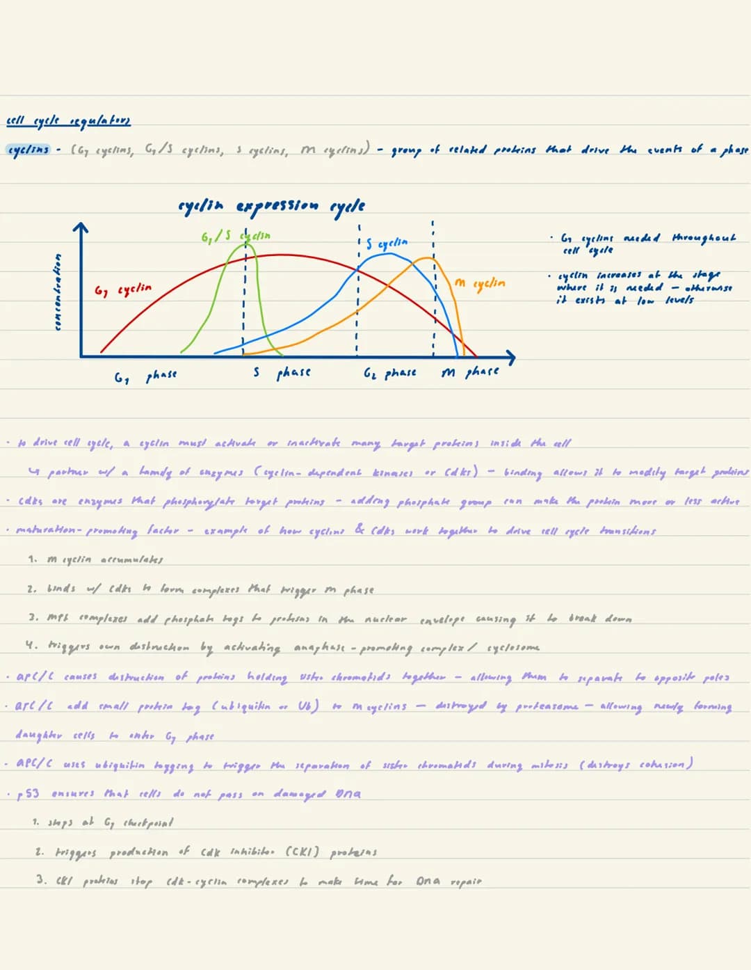 Khan Academy Unit 4-cell communication & cycle
cell signaling
-sending sell produces prokins (chemical signals) which are secreted into the 
