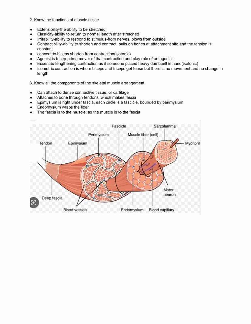 Unit Five Summative Quiz Review - The Muscular System
10 Questions, Open Resource as explained in Google Classroom; no textbook/pictures of 