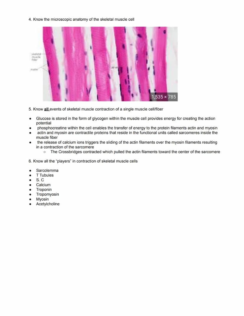 Unit Five Summative Quiz Review - The Muscular System
10 Questions, Open Resource as explained in Google Classroom; no textbook/pictures of 