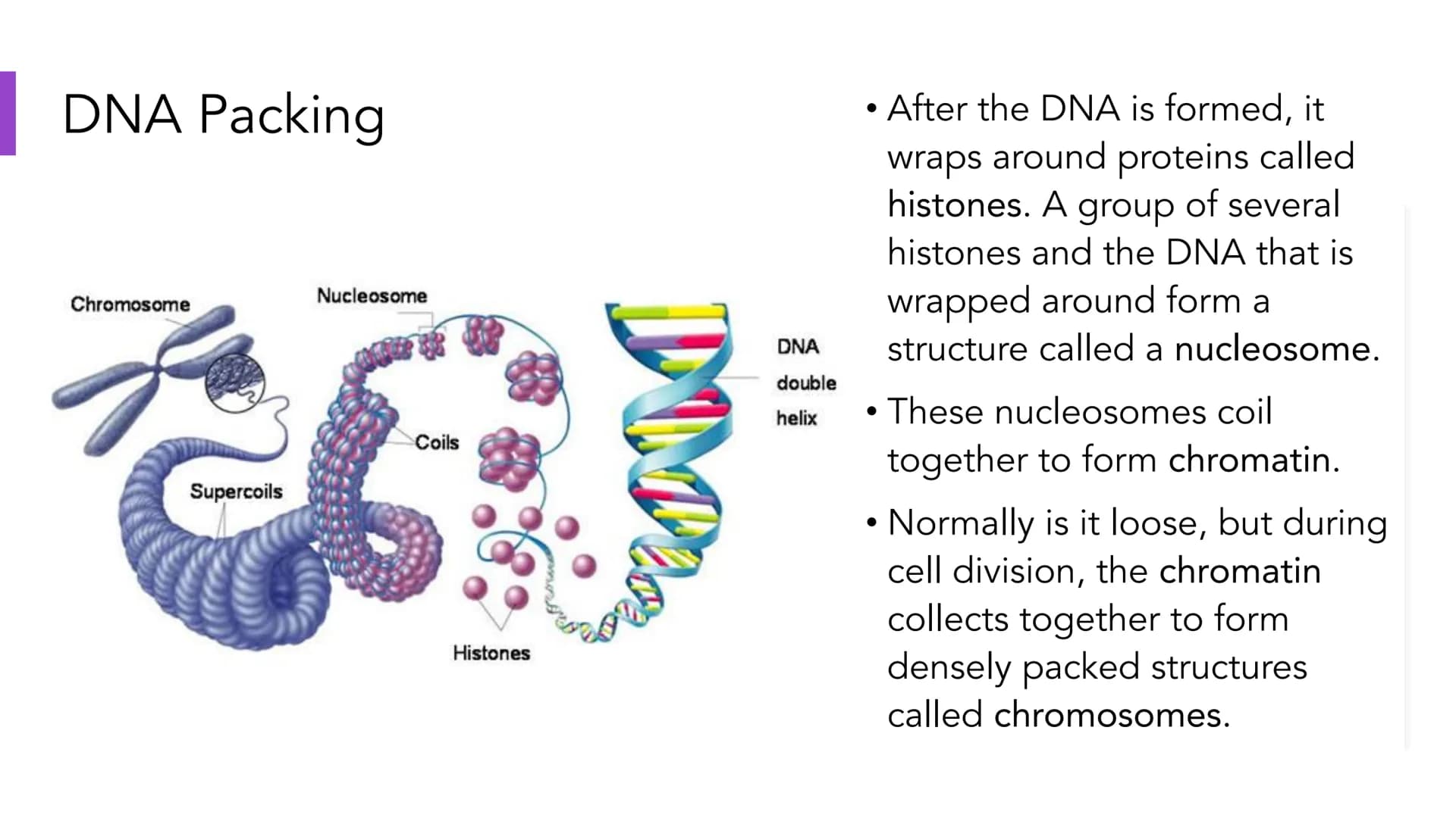 DNA Structure and
Replication
Unit 5.1-5.5 | DNA
●
• One of two types of Nucleic Acids. (Other type?)
Stands for deoxyribonucleic acid.
• It
