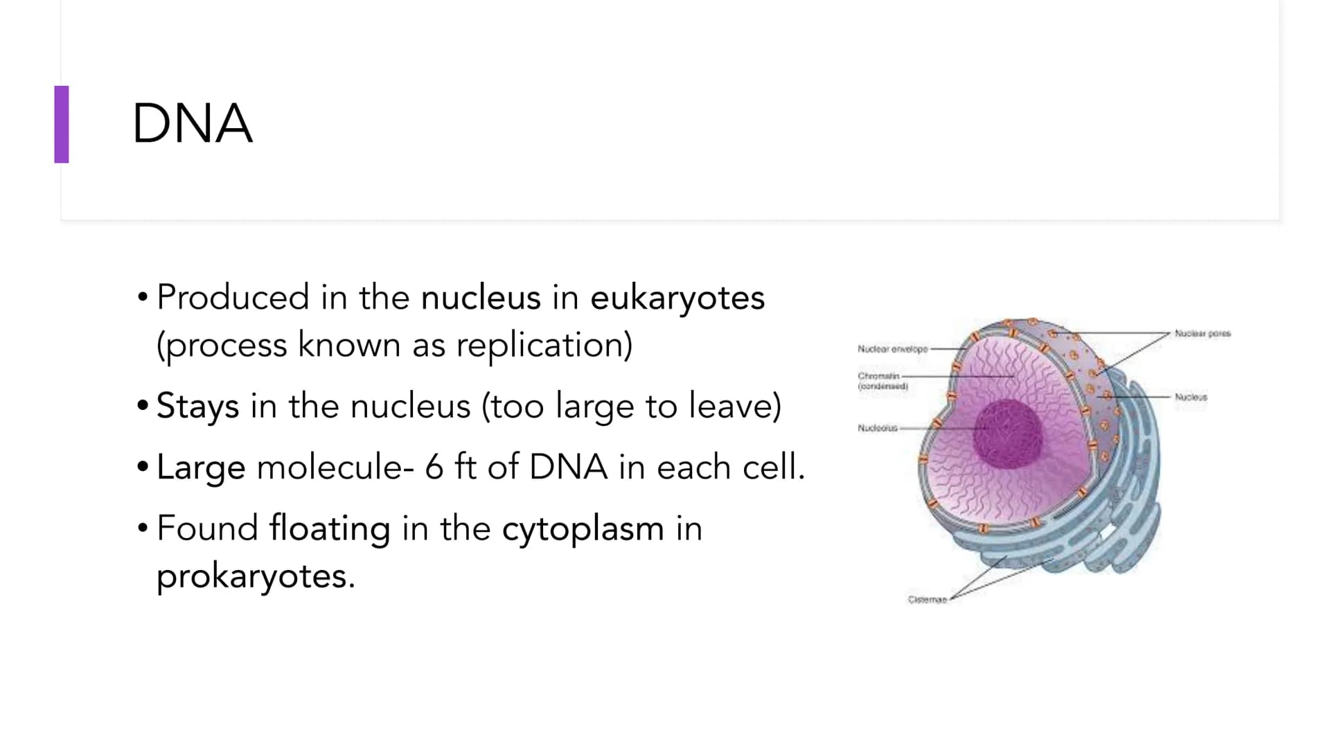 DNA Structure and
Replication
Unit 5.1-5.5 | DNA
●
• One of two types of Nucleic Acids. (Other type?)
Stands for deoxyribonucleic acid.
• It