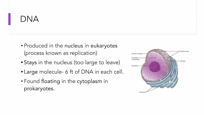 DNA Structure and
Replication
Unit 5.1-5.5 | DNA
●
• One of two types of Nucleic Acids. (Other type?)
Stands for deoxyribonucleic acid.
• It