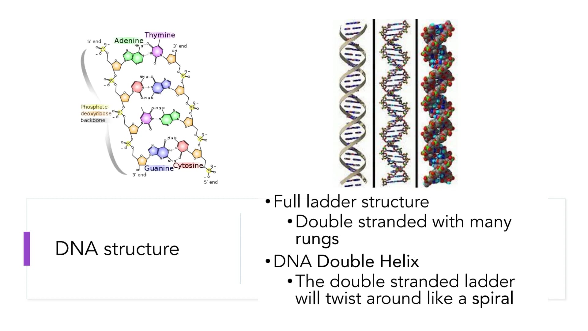 DNA Structure and
Replication
Unit 5.1-5.5 | DNA
●
• One of two types of Nucleic Acids. (Other type?)
Stands for deoxyribonucleic acid.
• It