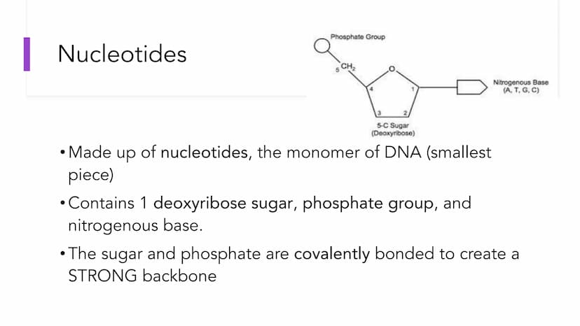 DNA Structure and
Replication
Unit 5.1-5.5 | DNA
●
• One of two types of Nucleic Acids. (Other type?)
Stands for deoxyribonucleic acid.
• It