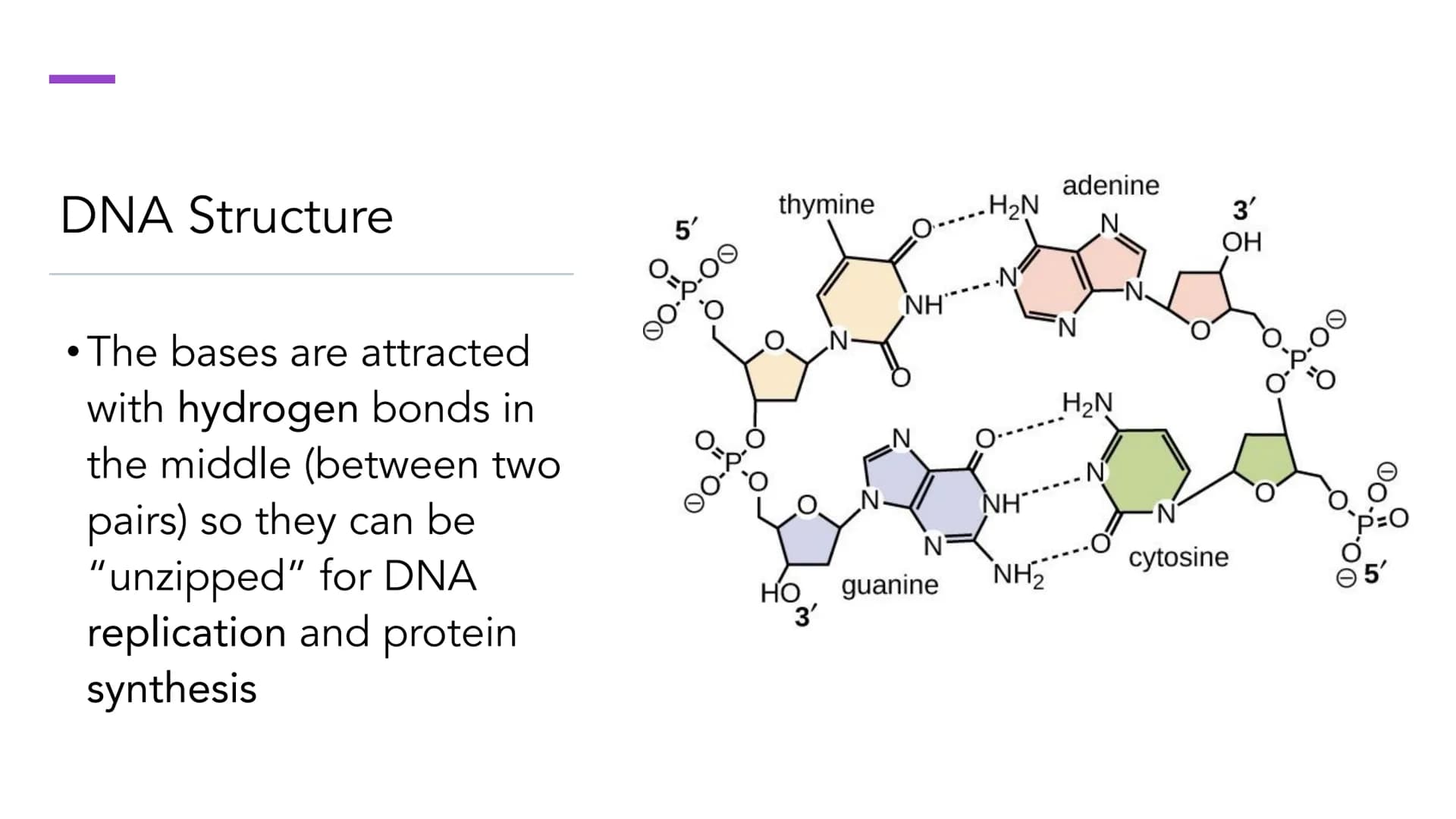DNA Structure and
Replication
Unit 5.1-5.5 | DNA
●
• One of two types of Nucleic Acids. (Other type?)
Stands for deoxyribonucleic acid.
• It