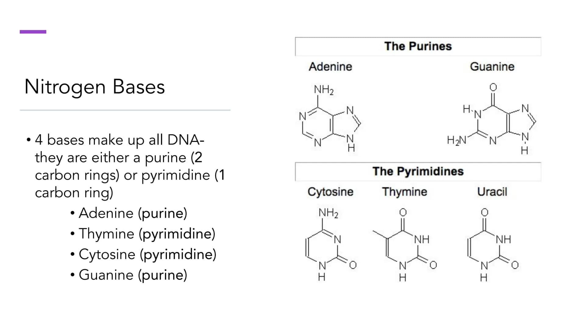 DNA Structure and
Replication
Unit 5.1-5.5 | DNA
●
• One of two types of Nucleic Acids. (Other type?)
Stands for deoxyribonucleic acid.
• It