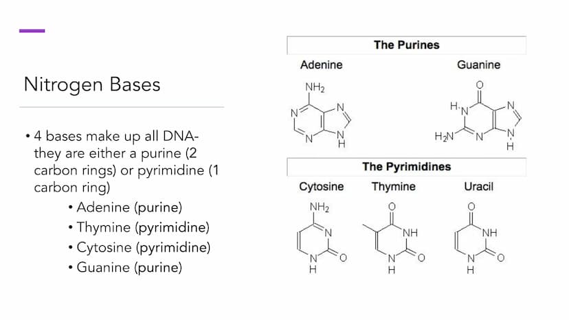 DNA Structure and
Replication
Unit 5.1-5.5 | DNA
●
• One of two types of Nucleic Acids. (Other type?)
Stands for deoxyribonucleic acid.
• It